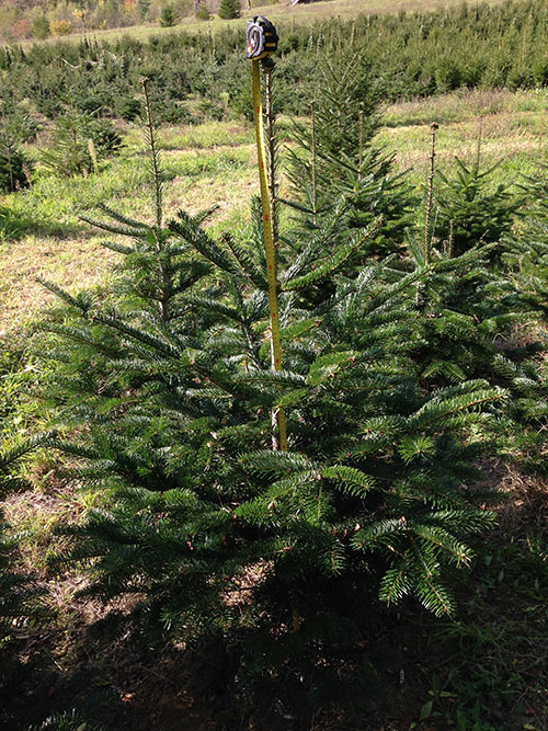 alberi di natale